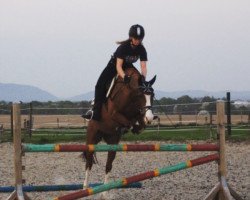 dressage horse Kikikarisma (German Riding Pony, 2012, from Kaiser Konrad)