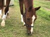 jumper Charmantiquo (German Sport Horse, 2013, from DSP Charmanto)