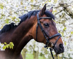 dressage horse Columba ST (Oldenburg, 2007, from Florencio I)