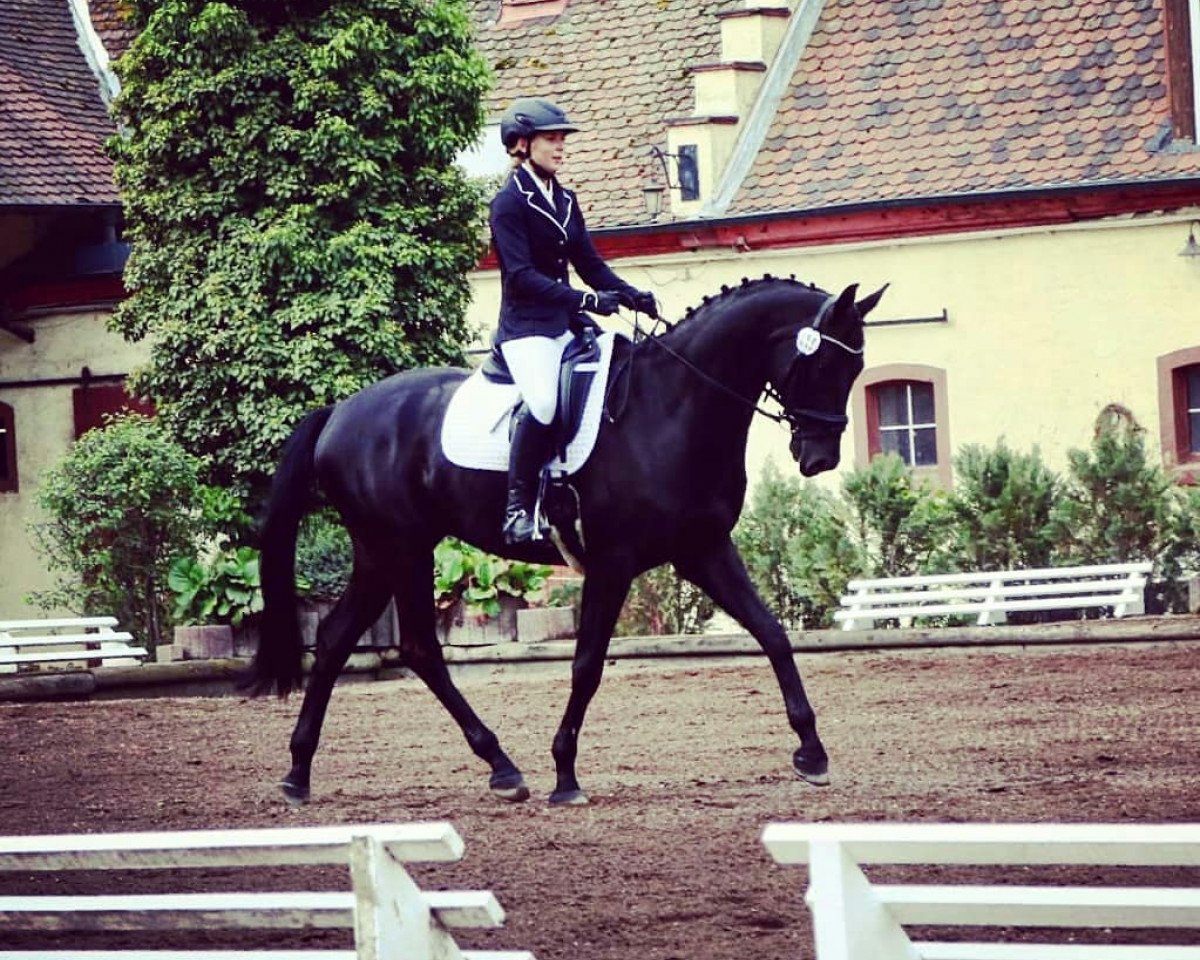 dressage horse Hotspot H (Zweibrücken, 2012, from Hot Spirit)