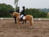 broodmare Centauro's Golden Spotlight (German Riding Pony, 2010, from Centauro's Golden Flashlight)