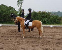 Zuchtstute Centauro's Golden Spotlight (Deutsches Reitpony, 2010, von Centauro's Golden Flashlight)