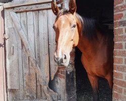 broodmare Raissa (Hanoverian, 2005, from Riccione)