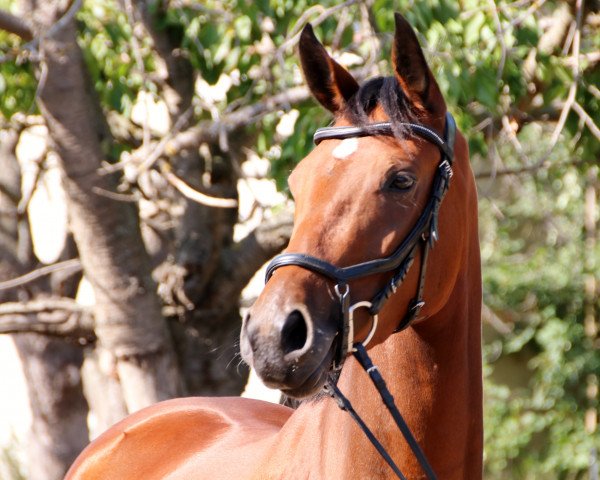 broodmare Fashion v.B. (German Sport Horse, 2015, from De Janeiro)