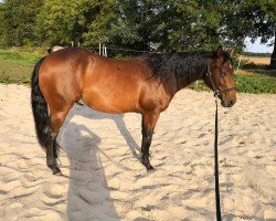 Pferd Smart Cookie Glo (Paint Horse, 2016, von Smart War Glo)