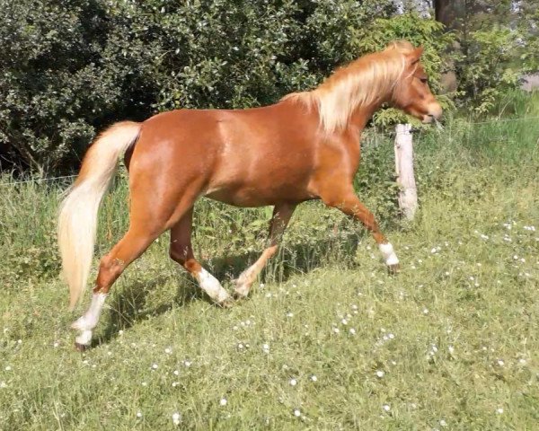 broodmare Heidje (Welsh-Pony (Section B), 2017, from Störtebeker Dorkas)