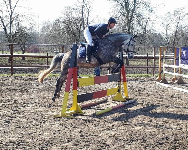jumper Mila 65 (German Riding Pony, 2010, from Sunny Boy)