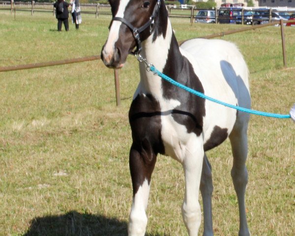 broodmare Bintopia (Pinto with riding horses pedigree, 2016, from Sunny Boy)