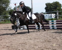 dressage horse Laura´s Stern (Shetland Pony, 2000)