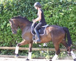 dressage horse Siebenstein 15 (Oldenburger, 2012, from San Amour I)