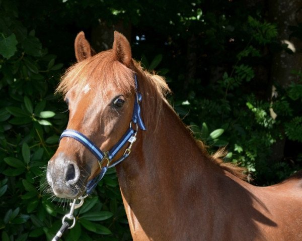 Zuchtstute Halla (Welsh Pony (Sek.B), 2008, von Downland Goldflake)