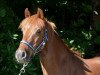 Zuchtstute Halla (Welsh Pony (Sek.B), 2008, von Downland Goldflake)