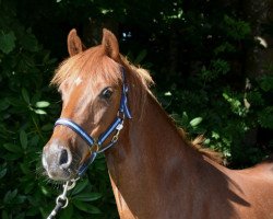 broodmare Halla (Welsh-Pony (Section B), 2008, from Downland Goldflake)