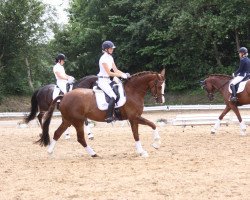 dressage horse Evimie (Oldenburg, 2013, from Rubin Royal OLD)