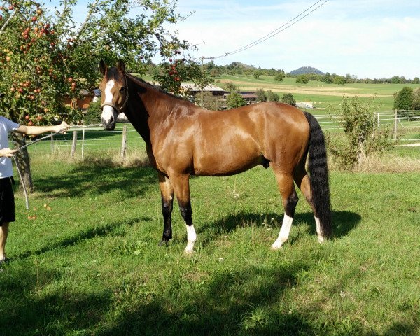 dressage horse Lianos 20 (Westphalian, 2007, from Lacordos)