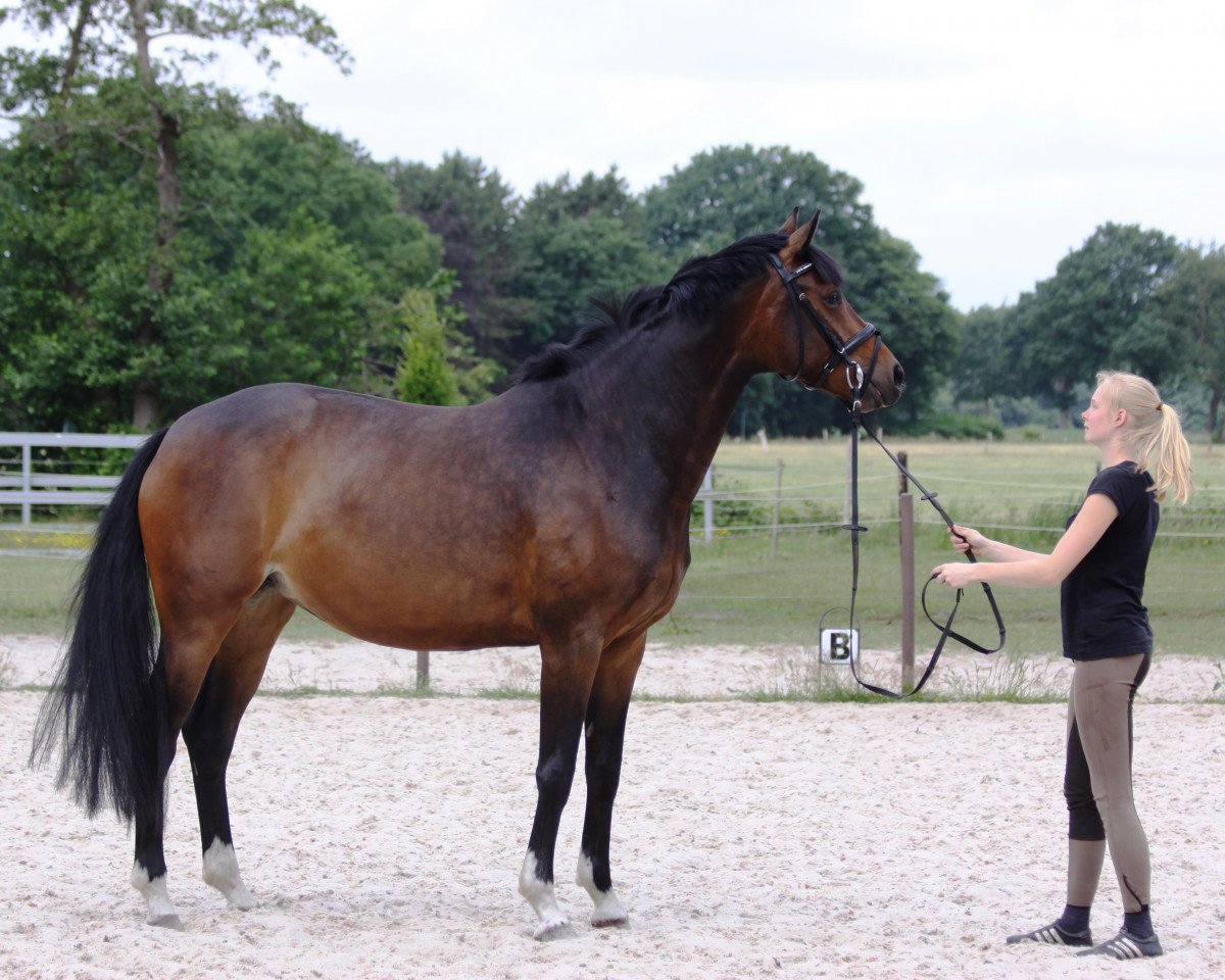 broodmare Formidable 53 (Oldenburg, 2013, from Foundation 2)