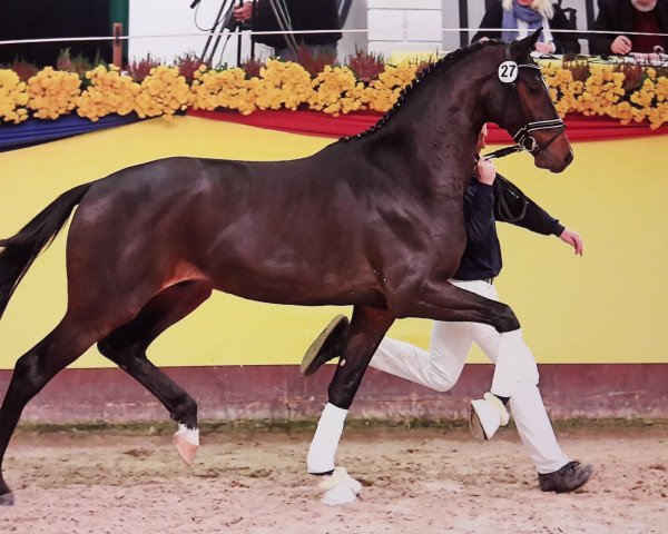 stallion Goldball (Oldenburg, 2015, from Goldberg 15)