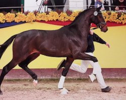 stallion Goldball (Oldenburg, 2015, from Goldberg)