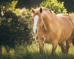 dressage horse Down Under 11 (German Riding Pony, 2006, from Day of Whisper)