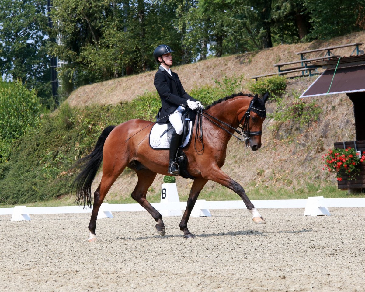 dressage horse Hägrid (Westphalian, 2006, from Hogwart)