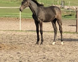 Springpferd Cassilina (Holsteiner, 2018, von Cabrio van de Heffinck)