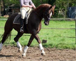 broodmare Rue Royal 3 (Westphalian, 2008, from Rimini)