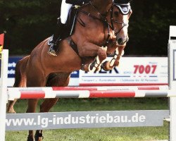 broodmare Quidam's Rubina (Oldenburg, 2005, from Quidam's Rubin)