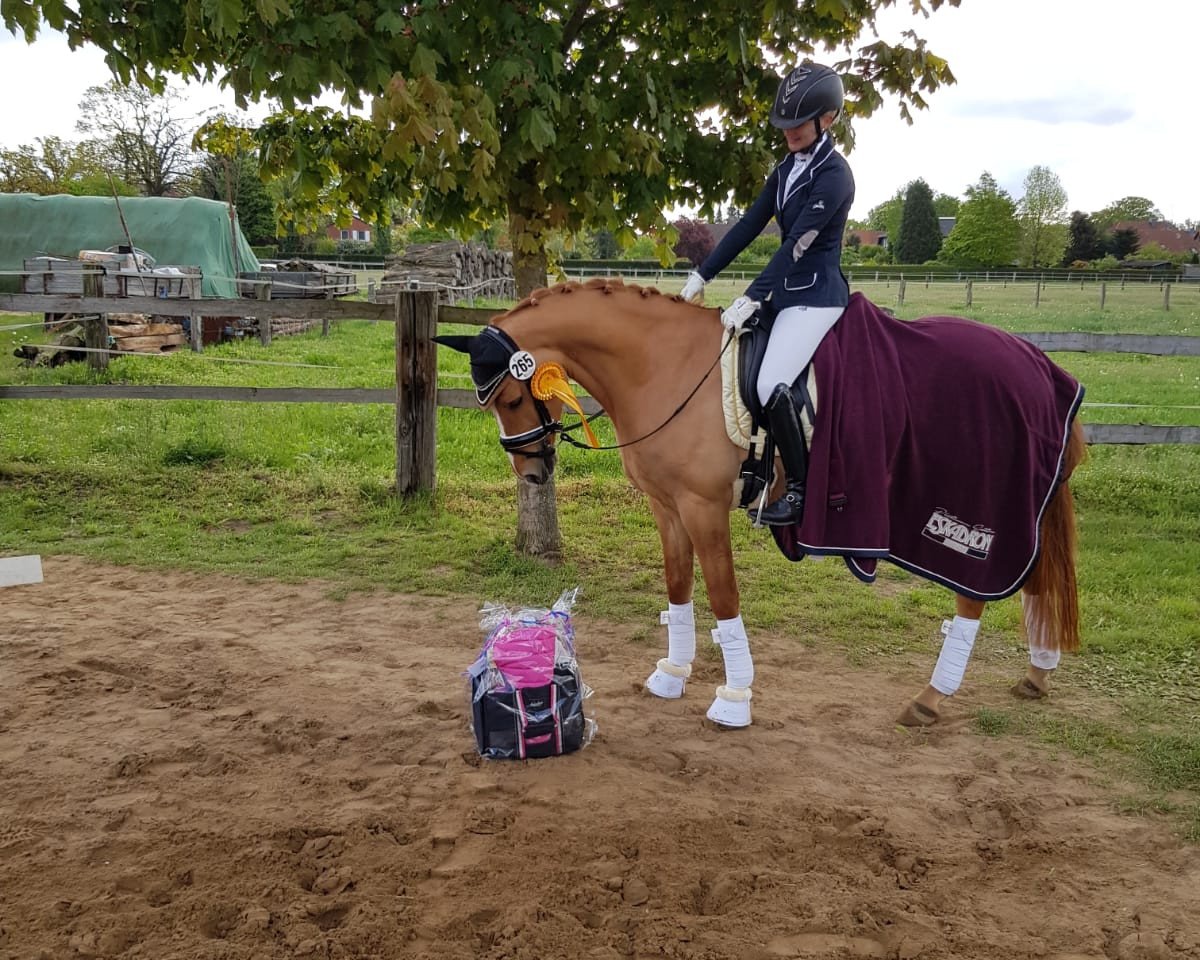 Dressurpferd Der Glückspilz (Deutsches Reitpony, 2014, von Dimension AT NRW)