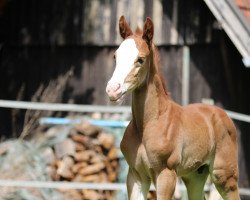 dressage horse Quelle Couleur 5 (Westphalian, 2019, from Quaterhit)