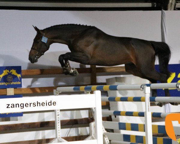 Springpferd Pegasus V/h Maarlo (Belgisches Warmblut, 2015, von Vannan)