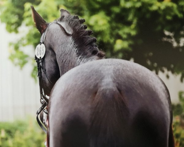 Dressurpferd Quiwii (Deutsches Sportpferd, 2015, von Quaterstern)
