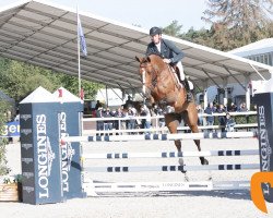 stallion A Golden Boy Hero Z (Zangersheide riding horse, 2012, from Aganix du Seigneur)