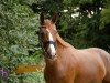 dressage horse Destiny's Queen (Oldenburg, 2013, from Dressage Royal)