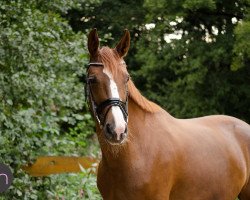 dressage horse Destiny's Queen (Oldenburger, 2013, from Dressage Royal)