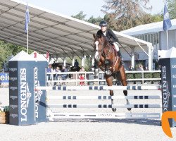 jumper Bingo des Sequoias Z (Zangersheide riding horse, 2013, from Balou du Rouet)