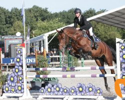 jumper Socrates H M Z (Zangersheide riding horse, 2013, from Stakkato)