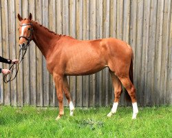 broodmare Chelsey (German Sport Horse, 2016, from Ludwigs As)