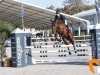 stallion Nanteuil van T&l (Belgian Warmblood, 2013, from Halifax van het Kluizebos)