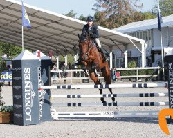 stallion Nashville van de Kleinheide (Belgian Warmblood, 2013, from Thunder van de Zuuthoeve)