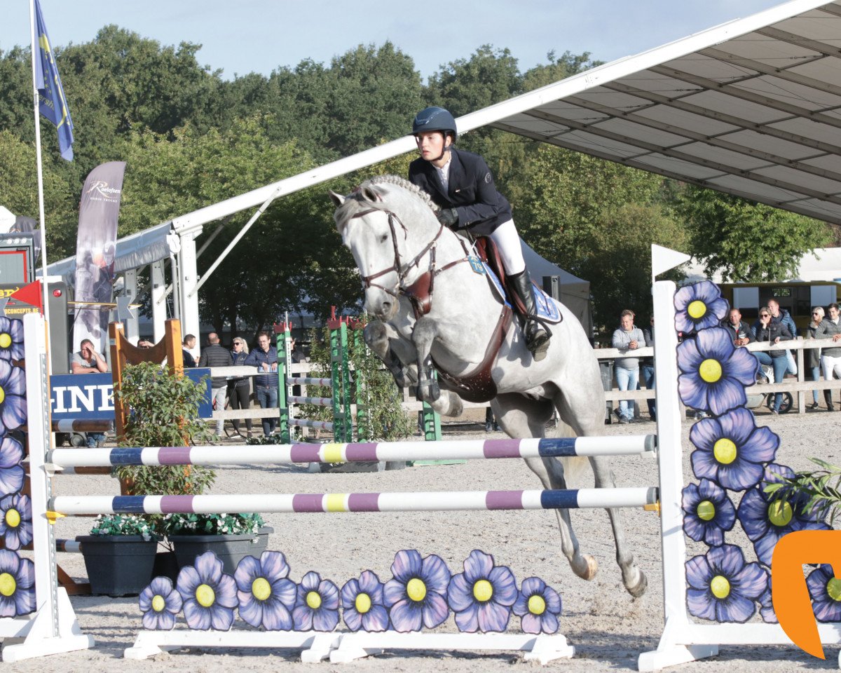 Deckhengst Neverland Z (Zangersheide Reitpferd, 2013, von Numero Uno)