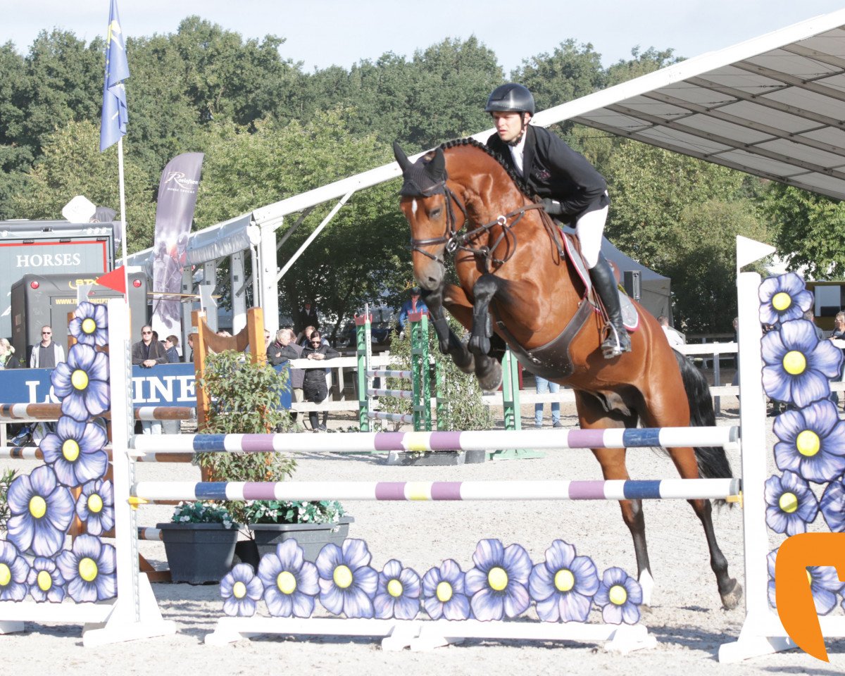 stallion Amadeo van 't Vossenhof Z (Zangersheide riding horse, 2013, from Asca Z)