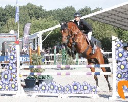 stallion Amadeo van 't Vossenhof Z (Zangersheide riding horse, 2013, from Asca Z)