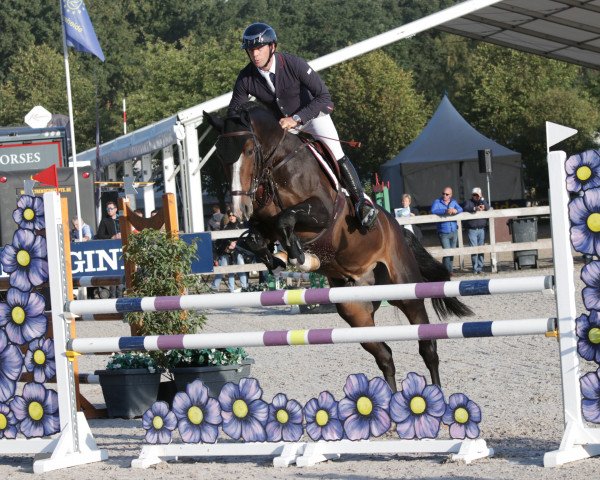 Springpferd Hermes de Fremis (Belgium Sporthorse, 2013, von Balou du Rouet)