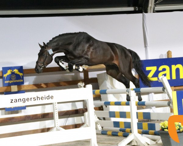 Springpferd Kingston P (KWPN (Niederländisches Warmblut), 2015, von Genius)