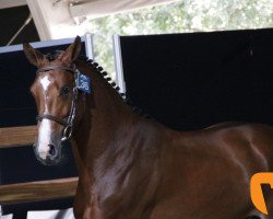 stallion Cristal de La Tour Z (Zangersheide riding horse, 2015, from Cristallo I)