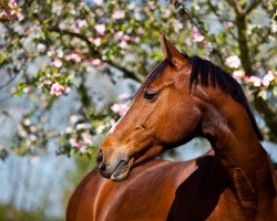 horse Santa Fee (German Riding Pony, 2005, from Sando Paso N)