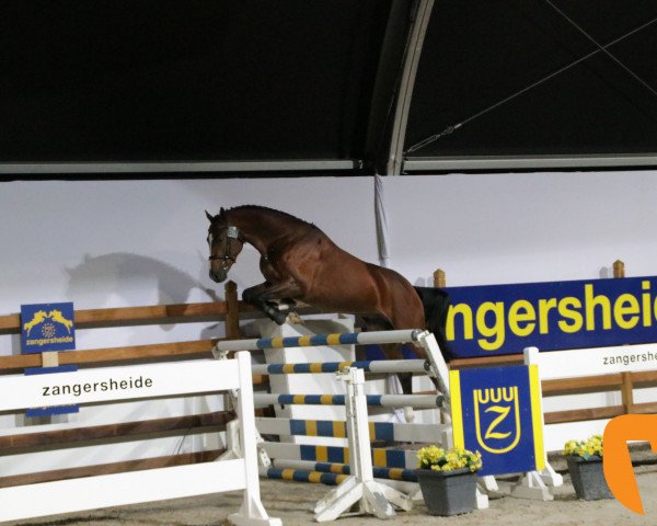 stallion Quickly van de Hagenhorst (Holsteiner, 2015, from Quickly de Kreisker)