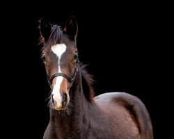 broodmare Traumina (Trakehner, 2018, from Saint Cyr)