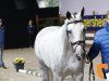 stallion Filourado PS (Swedish Warmblood, 2013, from Filou de Muze)