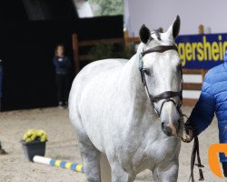 stallion Filourado PS (Swedish Warmblood, 2013, from Filou de Muze)